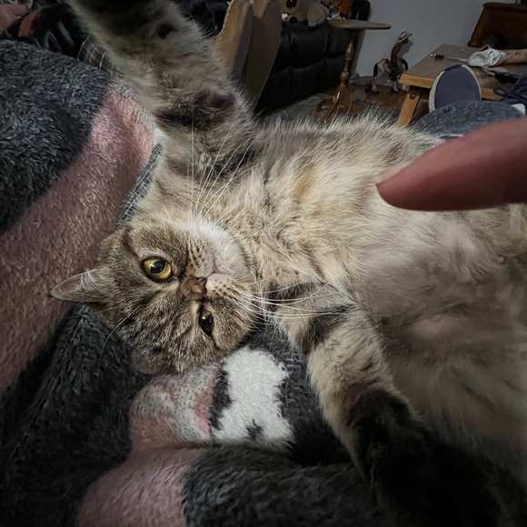 Meet your Posher, Jeanette - Picture 4 of 7